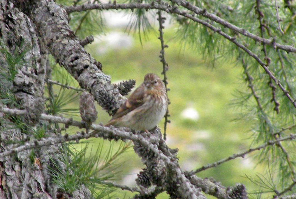 Carduelis flammea - Fringillidae